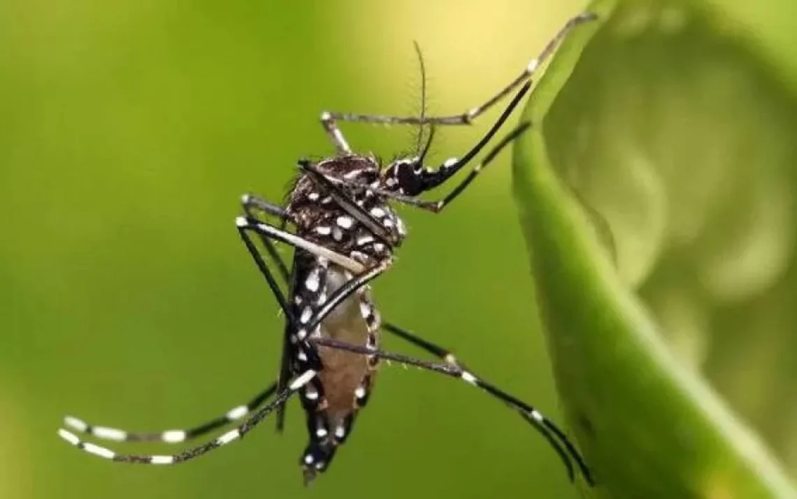 febre quebrada, arbovirose, doença infecciosa