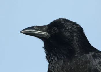 pássaros, aves, criaturas.