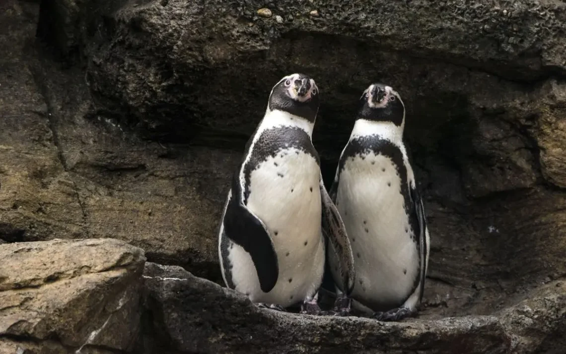 pinguins-de-Humboldt, aves não voadoras, animais selvagens;