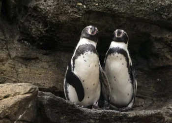 pinguins-de-Humboldt, aves não voadoras, animais selvagens;