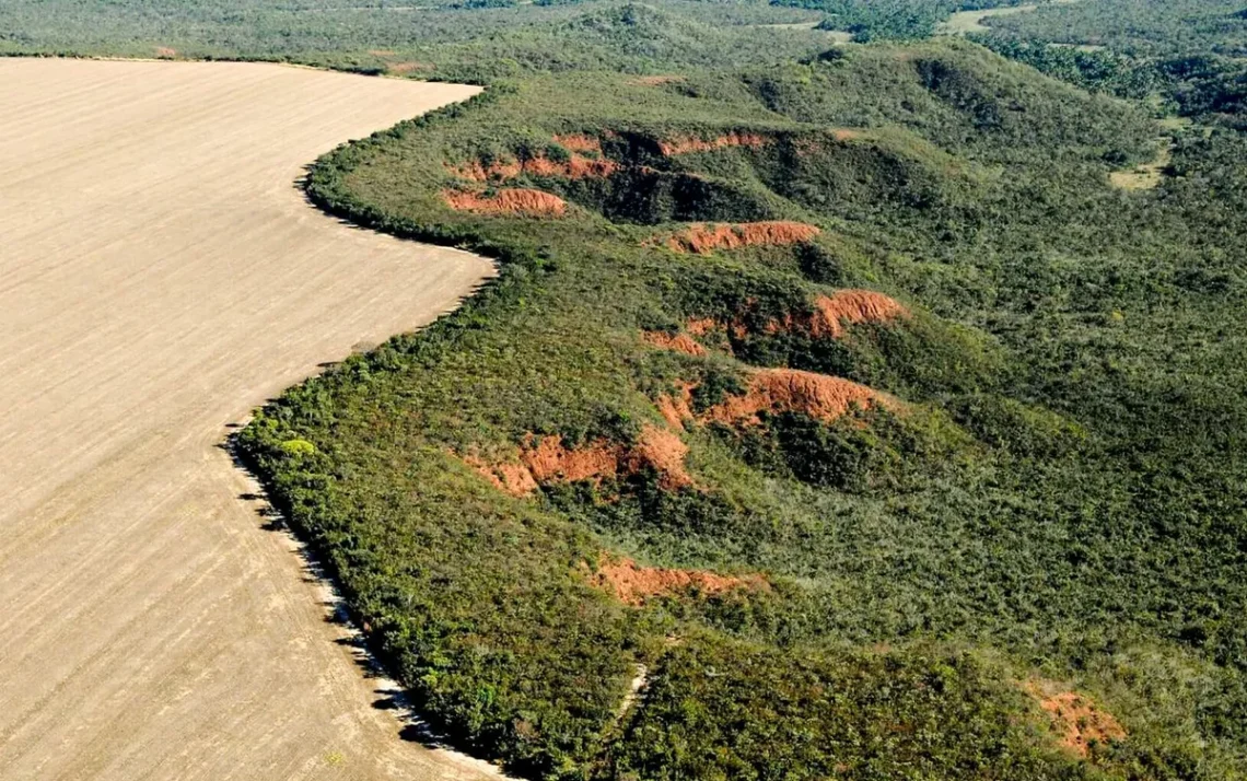 derrubada, destruição, devastação, destruição de vegetação;