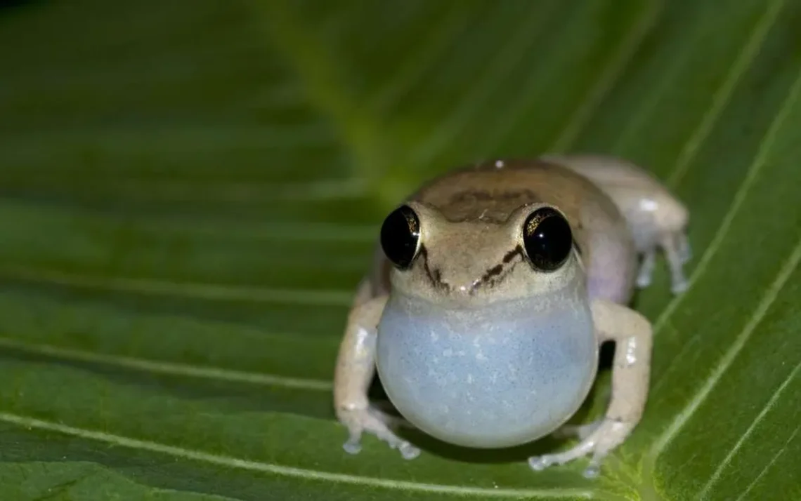 pererecas-assobiadoras, Eleutherodactylus, johnstonei, Exame, Nacional do, Ensino Médio (Enem);