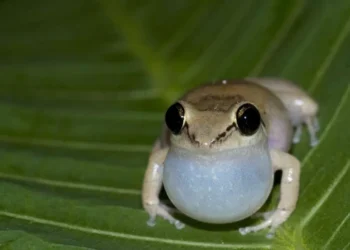 pererecas-assobiadoras, Eleutherodactylus, johnstonei, Exame, Nacional do, Ensino Médio (Enem);